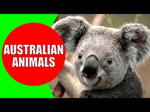 Australian animals for children, Kids learn Australian animal sounds & the wild animals in Australia Video
