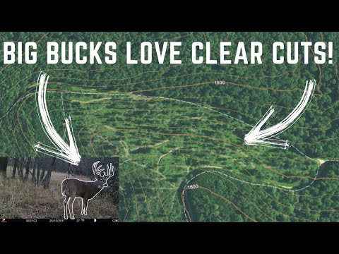 Using LOGGING CUTS To Your Advantage When Hunting The Big Woods!