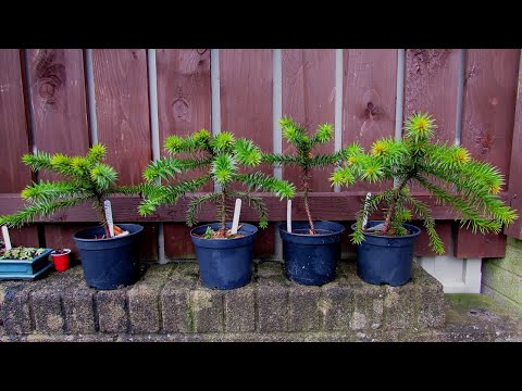 My 5 year old Monkey Puzzle Trees I have grown from Seed Winter Update - Araucaria araucana