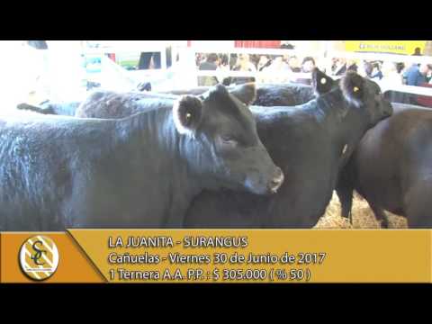 30-06-17 Venta de Hembras de Pedigree - La Juanita - Surangus - Cañuelas.