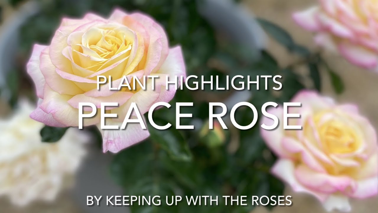 Peace Rosebush