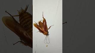 Lihat kecoa terbang dari dekat #cockroach #kecoa #lipas