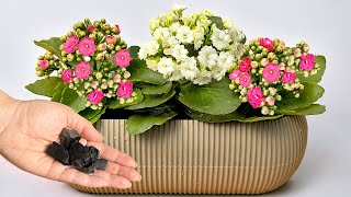 Es ist einfach! Grundregeln für die Pflege von KALANCHOE BLOSSFELD, damit die Blüte länger anhält