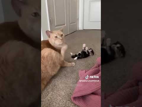 motaz Mazan 70 (full episode)