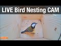 LIVE 4K Nest Box Cam 