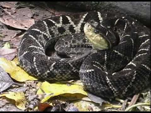 Bothrops asper - terciopelo o barba amarilla