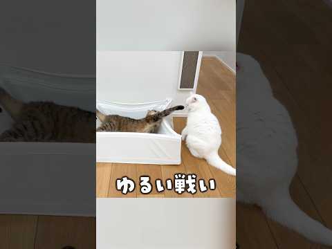 youtube-動物記事1970/01/01 09:00:00