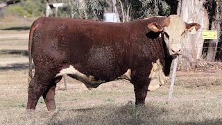 Lot 40 JDOU172 Merawah & Tenaru Bull Sale 2025