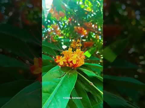 #tansil #funny #vlogs #flowers