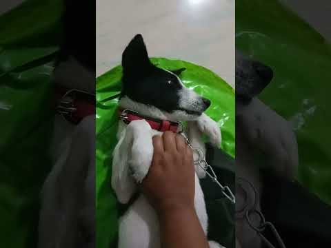 Jacky 💓 Cute #jacky #doglover