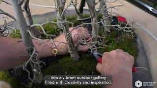 City celebrates 13 years with Bonsai and Art in the Park