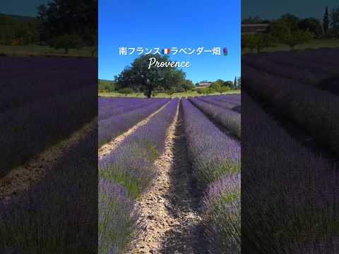 太陽が降り注ぐ自宅のフレンチスタイルの庭のためのツゲの木のアイデア