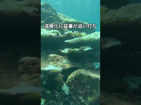 気候変動によりサンゴ礁の避難場所が失われつつある