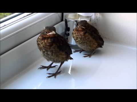 download lagu mp3 mp4 Baby Blackbird, download lagu Baby Blackbird gratis, unduh video klip Baby Blackbird