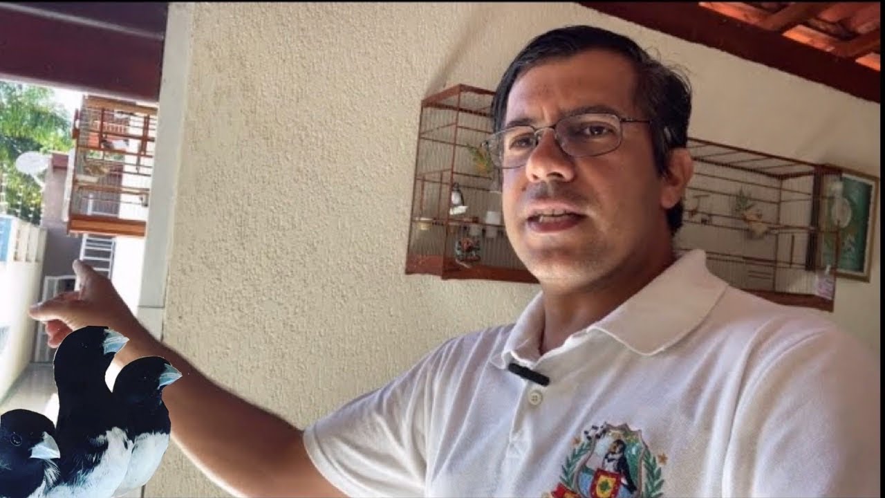 COMO MANTER MAIS DE UM COLEIRO CANTANDO NA MESMA CASA