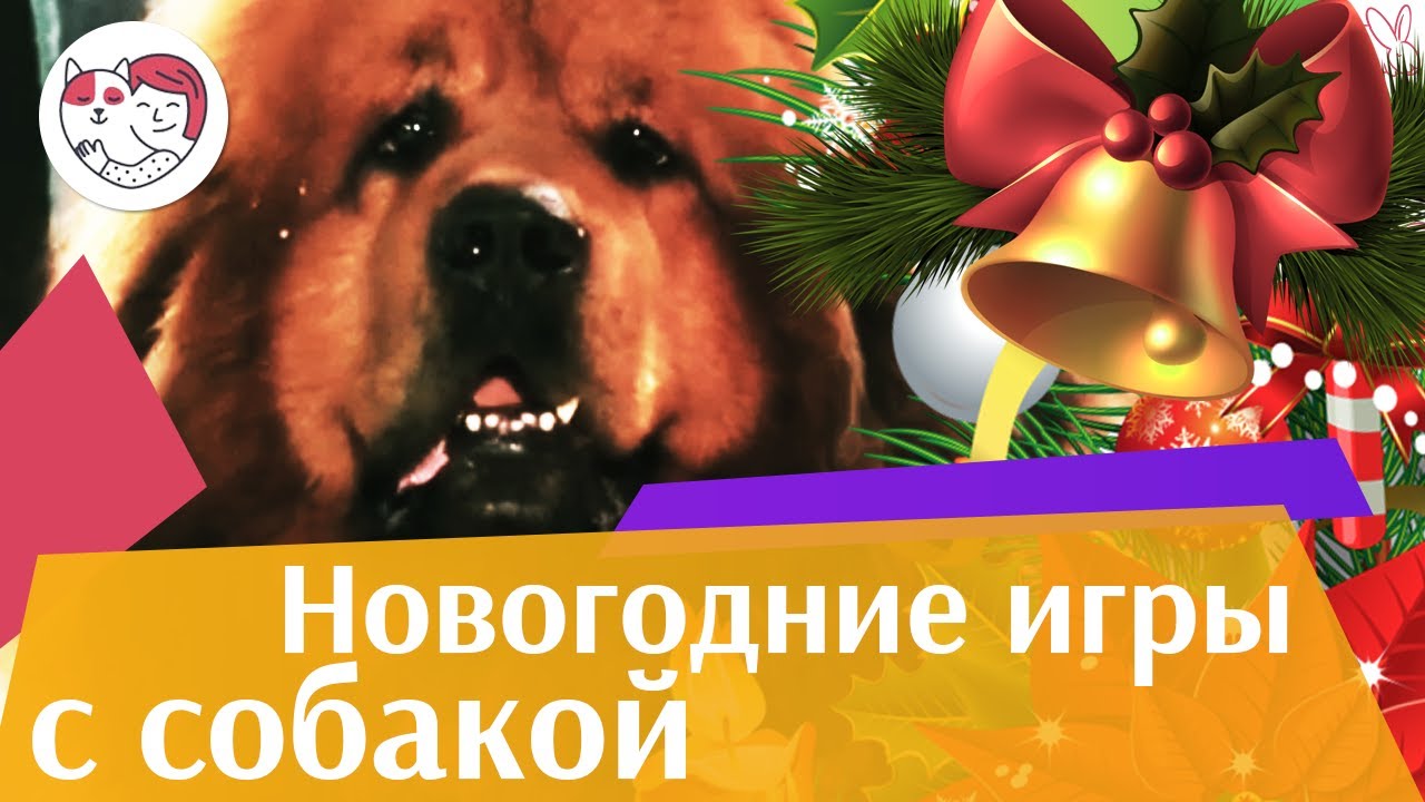 4 идеи для игр дома с собакой в праздничные дни на ilikepet