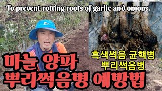 마늘,양파가 뿌리가 썩는다면?대책?To prevent rotting roots of garlic and on…