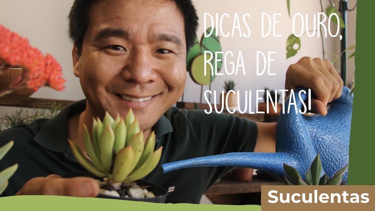 Dicas de ouro para REGAR suas SUCULENTAS