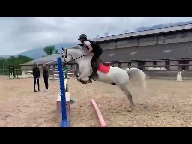 Poney de sport