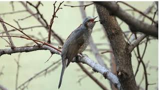 Lark in the Clear Air
