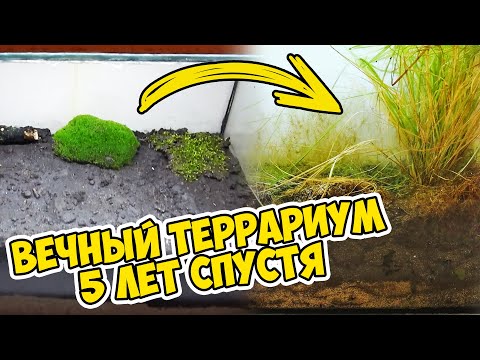 Что Случилось с Вечным Террариумом Спустя 5 Лет? Как Сделать Вечный Террариум