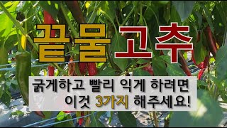 끝물 고추 굵게 하고 빨리 익게 하려면 이것 3가지 해주세요! #끝물고추 수확