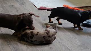 09062025 3 Doxie Puppies