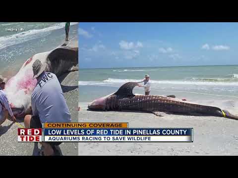 Sea turtles and dolphins impacted by red tide in Manatee County