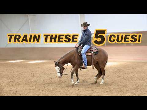 5 steps for a better STOP (works on any horse)