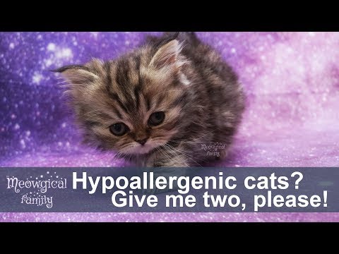 Do hypoallergenic cats exist?
