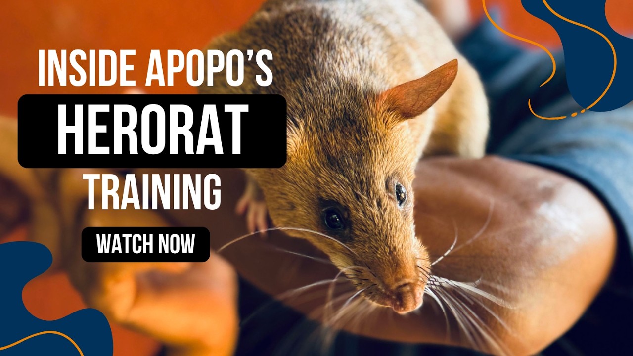 Inside APOPO’s HeroRAT Training: From Socialization to Life-Saving Work