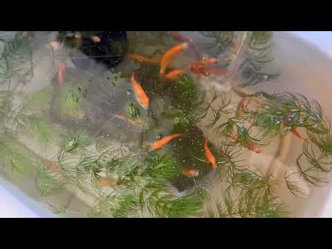 bassin-carpes-koi-moderne-décoré-sphères-multicolores-design