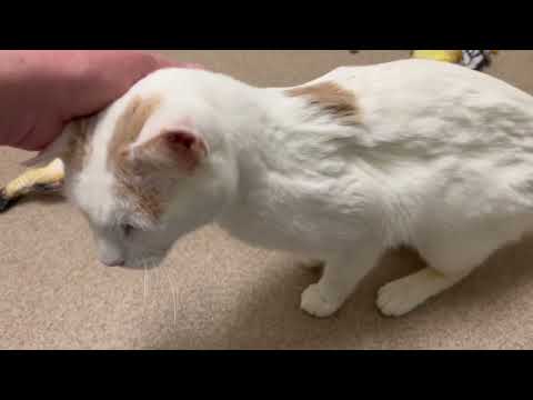 ADOPTED! Elmer - loving senior boy lap cat