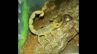 Скорпионы не пьют воду, а получают достаточно влаги из поедаемой ими пищи