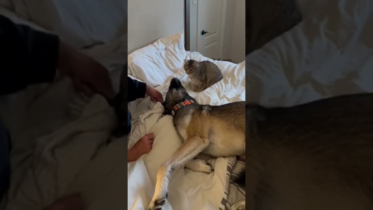 Enlarge Stormy, a ADOPTABLE Tabby in Dallas, TX video 1/5