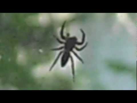 Spider on Window