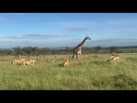 Watch this HUNGRY pride of 11 lions hunt down a giraffe and her baby in Kenya