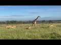 Watch this HUNGRY pride of 11 lions hunt down a giraffe and her baby in Kenya