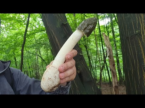 Gljiva Visoki Predstavnik - Lat. Phallus impudicus