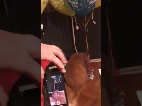 fat cat tries to vore balloon strings