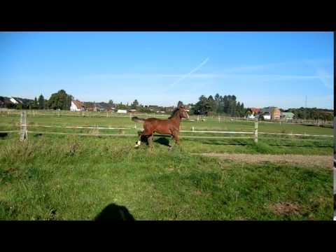 Escolar x Rising Sun 014