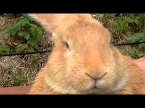 フランダース巨大ウサギ