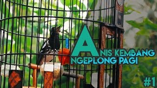 Download lagu Anis Kembang Ngeplong Pagi HD #1 | Eter | Cocok Untuk Masteran mp3 Download lagu Anis Kembang Ngeplong Pagi HD #1 | Eter | Cocok Untuk Masteran mp3