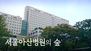 치유와 휴식의 공간, 서울아산병원의 숲 미리보기