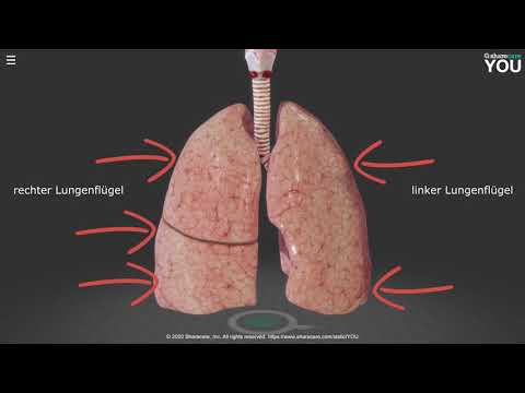 Anatomie Herz und Lunge einfach erklärt: In 30 Minuten zum Experten
