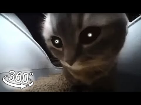Creepy Chipi chipi chapa chapa in 360 VR video