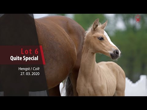 06 Quite Special Hengst v. Qaside MD - Fürst Piccolo