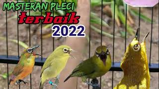 Download lagu Masteran pleci nembak kenari wit wit tulit tulit Masteran Kicau Mania mp3