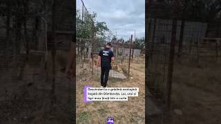 Descinderi la o grădină zoologică ilegală din Dâmbovița  #digi24 #știriledigi24