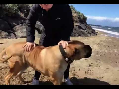 Big Boerboel playing on the beach
